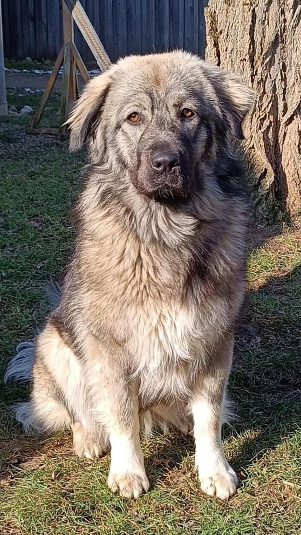 Herdenschutz-Mischlingshündin Ella kam als angebliches Fundtier ins Tierheim. Die dabei aufgetischte Geschichte erwies sich im Nachhinein als frei erfunden, doch eine Rückführung von Ella in ihr ursprüngliches Zuhause im Ausland war nicht möglich. So hofft die etwa zwölf Monate alte Hübsche auf eine zweite Chance bei Menschen, die idealerweise bereits Erfahrung mit Herdenschutzhunden haben. Ella ist sehr menschenbezogen, geht sehr gut an der Leine und ist inzwischen der Liebling bei den Tierheim-Gassigehern. Bei anderen Hunden entscheidet die Sympathie. Das sanfte Riesenbaby ist intelligent und lernt schnell, kann manchmal aber auch etwas stur sein. Für Kinder unter zwölf Jahren ist die Hündin nicht geeignet.