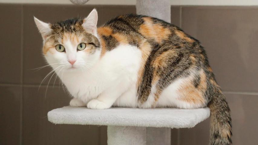 Katzendame Randy ist eines der Samtpfötchen im Tierheim, die sich bei Besuchern erst einmal zurückziehen und es ihren Interessenten etwas schwer machen, sie kennenzulernen. Dabei ist die hübsche Dreifarbige eigentlich durchaus verschmust. Für sie werden katzenerfahrene Menschen gesucht, mit der Bereitschaft, eine Katze nicht gleich zum Kuscheln zu zwingen. Randy wurde 2021 im Tierheim geboren. Mit den Gefahren des Straßenverkehrs ist sie nicht vertraut und sie wird deshalb nur in Wohnungshaltung vermittelt. Dort lebt idealerweise bereits ein ruhiger und altersmäßig passender Katzenkumpel. Das neue Zuhause sollte geräumig sein und muss über einen gesicherten Freisitz verfügen. Für kleinere Kinder ist sie nicht geeignet. Katzendame Randy ist eines der Samtpfötchen im Tierheim, die sich bei Besuchern erst einmal zurückziehen und es ihren Interessenten etwas schwer machen, sie kennenzulernen. Dabei ist die hübsche Dreifarbige eigentlich durchaus verschmust. Für sie werden katzenerfahrene Menschen gesucht, mit der Bereitschaft, eine Katze nicht gleich zum Kuscheln zu zwingen. Randy wurde 2021 im Tierheim geboren. Mit den Gefahren des Straßenverkehrs ist sie nicht vertraut und sie wird deshalb nur in Wohnungshaltung vermittelt. Dort lebt idealerweise bereits ein ruhiger und altersmäßig passender Katzenkumpel. Das neue Zuhause sollte geräumig sein und muss über einen gesicherten Freisitz verfügen. Für kleinere Kinder ist sie nicht geeignet.