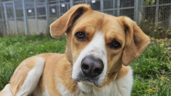 Die knapp vierjährige weiß-braune Hündin Ruby konnte vermutlich deswegen noch kein neues Zuhause finden, weil sie bei fremden Menschen erst einmal zurückhaltend ist. Doch im Grunde ist Ruby eine verspielte, intelligente Hündin, sie braucht anfangs nur Geduld und liebevolle Zuwendung. Rubys neue Menschen sollten schon Hundeerfahrung haben und auch genügend Zeit, um sich viel mit ihr zu beschäftigen. So wird aus der etwa kniehohen, kastrierten Hündin bestimmt bald ein nettes Familienmitglied. Ein Häuschen mit sicher eingezäuntem Garten zum unbeschwerten Herumtollen wäre wünschenswert. Ein souveräner Ersthund, an dem Ruby sich orientieren kann, wäre wahrscheinlich ebenfalls hilfreich. Für Kinder unter 12 Jahren ist Ruby nicht geeignet.