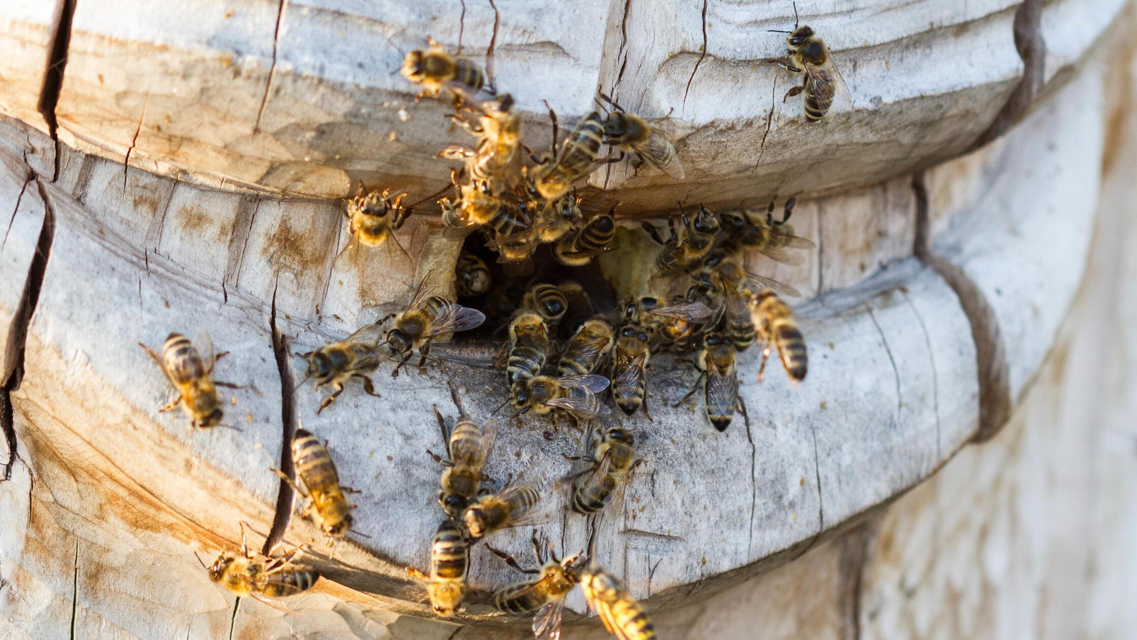 Bienennest im Garten Darf man es entfernen?