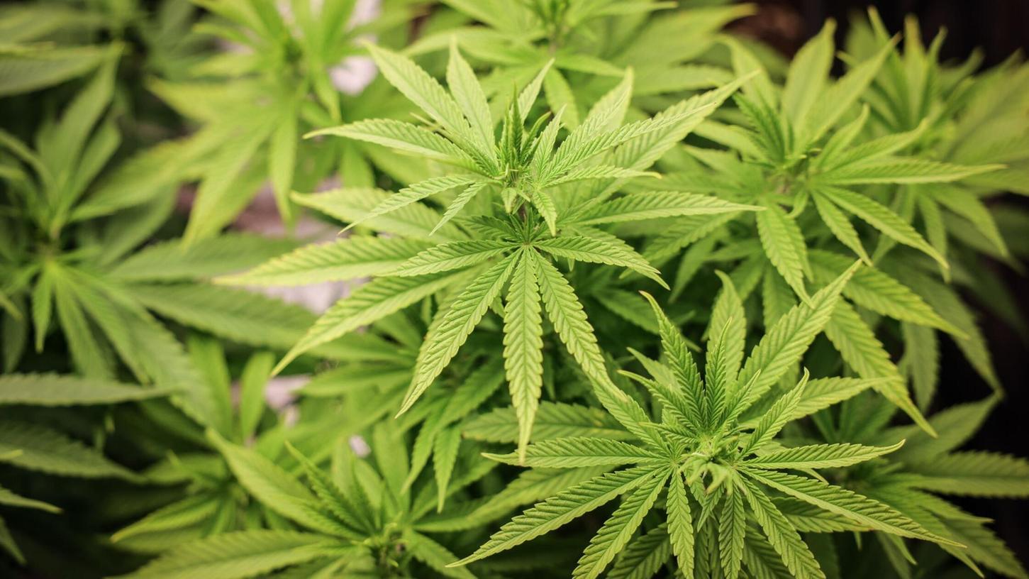 Ab 1. Juli können nicht-kommerzielle Anbauvereinigungen für Cannabis an den Start gehen.