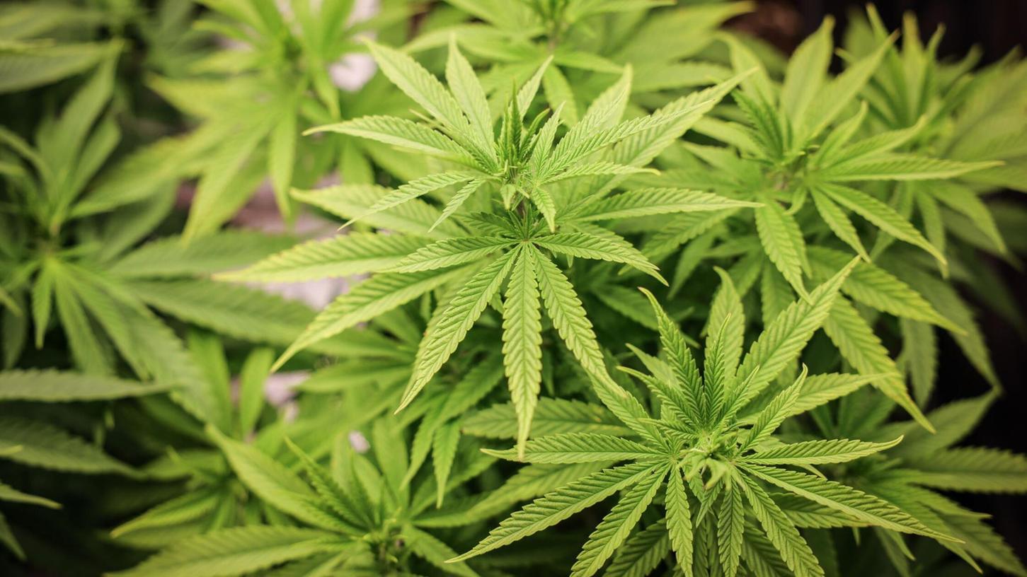 Cannabis-Anbau soll bald in größerem Stil anlaufen.