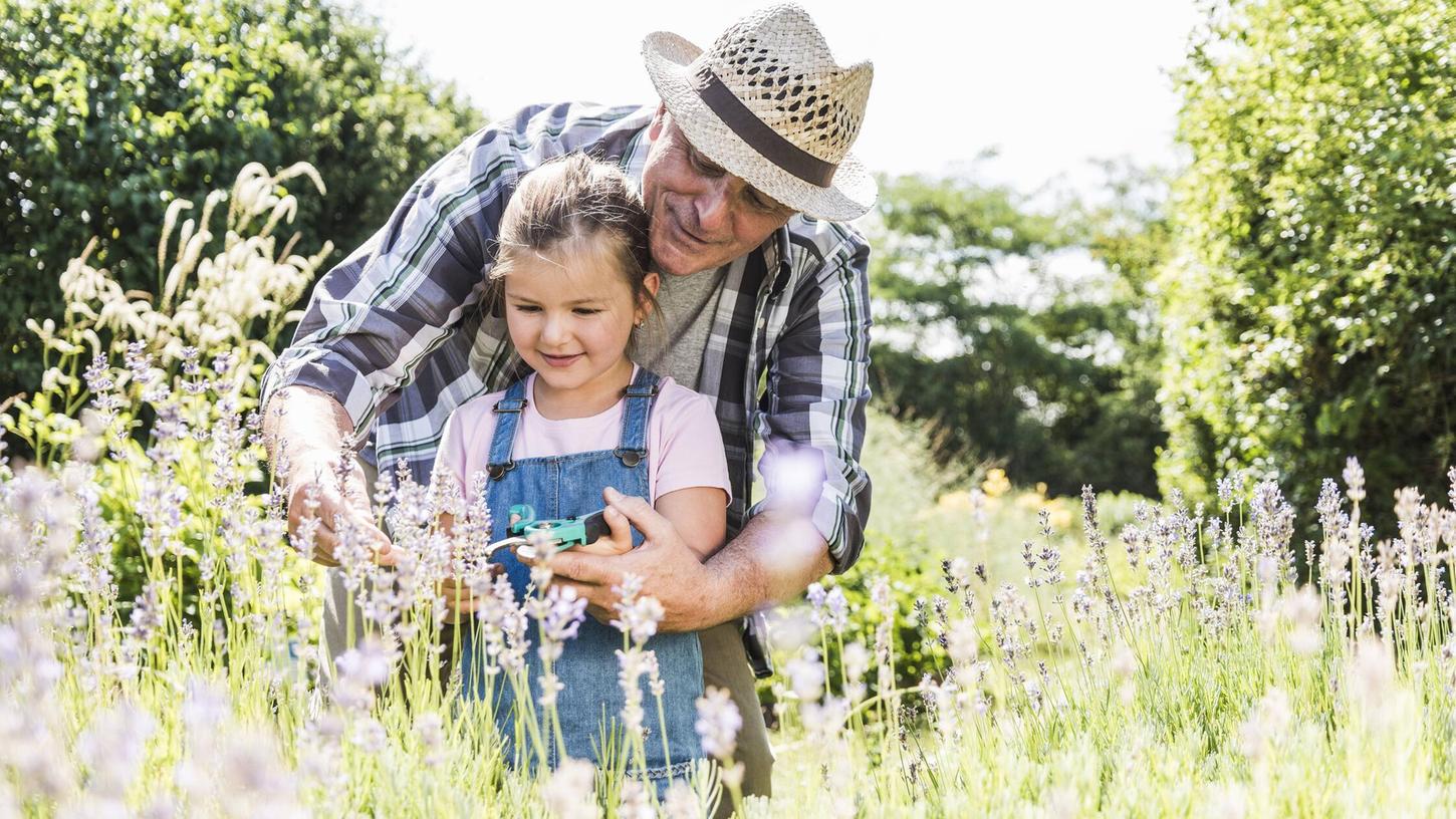 Damit der Lavendelstrauch schöne Blüten bildet, ist ein Rückschnitt erforderlich. Wie das funktioniert, lesen Sie in diesem Beitrag. Damit der Lavendelstrauch schöne Blüten bildet, ist ein Rückschnitt erforderlich. Wie das funktioniert, lesen Sie in diesem Beitrag.