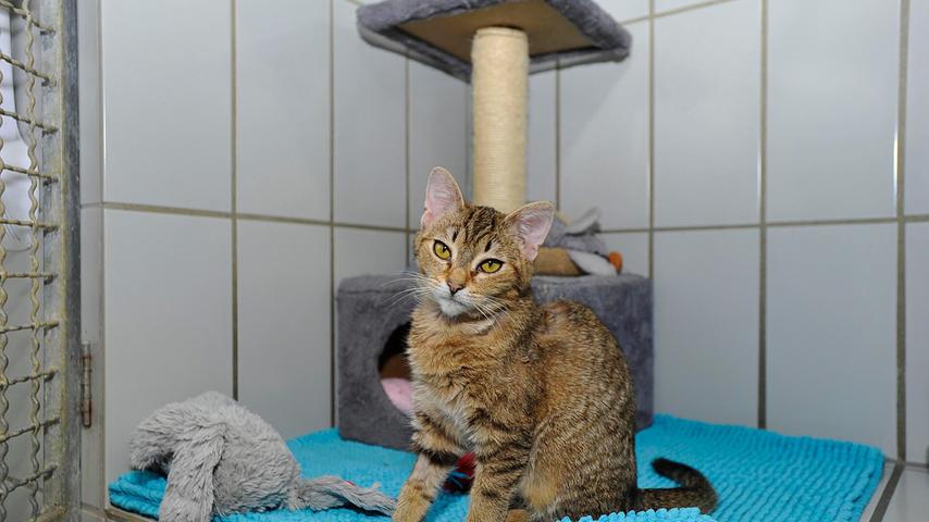 Die Besitzer des ehemaligen Fundkätzchens Sandra haben sich nie gemeldet, und so sucht die hübsche braune Minitigerin mit den großen Augen jetzt ein neues und liebevolles Zuhause bei geduldigen Menschen, die ihr Zeit geben, sich in eine neue Situation einzufinden. Bei ruhigen Personen fasst die knapp fünf Monate alte Sandra indes schnell Vertrauen und ist dann wie die meisten Katzenkinder sehr verspielt und dankbar für Streicheleinheiten. Und da man junge Kätzchen nicht alleine halten soll, lebt im neuen Zuhause idealerweise bereits ein altersmäßig passender Artgenosse. Sandra möchte nach entsprechender Eingewöhnung, Kastration und Kennzeichnung einmal Freigang haben. Für kleinere Kinder ist Sandra nicht geeignet. Die Besitzer des ehemaligen Fundkätzchens Sandra haben sich nie gemeldet, und so sucht die hübsche braune Minitigerin mit den großen Augen jetzt ein neues und liebevolles Zuhause bei geduldigen Menschen, die ihr Zeit geben, sich in eine neue Situation einzufinden. Bei ruhigen Personen fasst die knapp fünf Monate alte Sandra indes schnell Vertrauen und ist dann wie die meisten Katzenkinder sehr verspielt und dankbar für Streicheleinheiten. Und da man junge Kätzchen nicht alleine halten soll, lebt im neuen Zuhause idealerweise bereits ein altersmäßig passender Artgenosse. Sandra möchte nach entsprechender Eingewöhnung, Kastration und Kennzeichnung einmal Freigang haben. Für kleinere Kinder ist Sandra nicht geeignet.