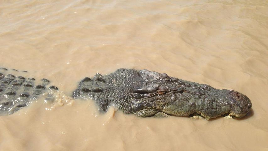 Im Northern Territory gibt es schätzungsweise 100.000 Krokodile.