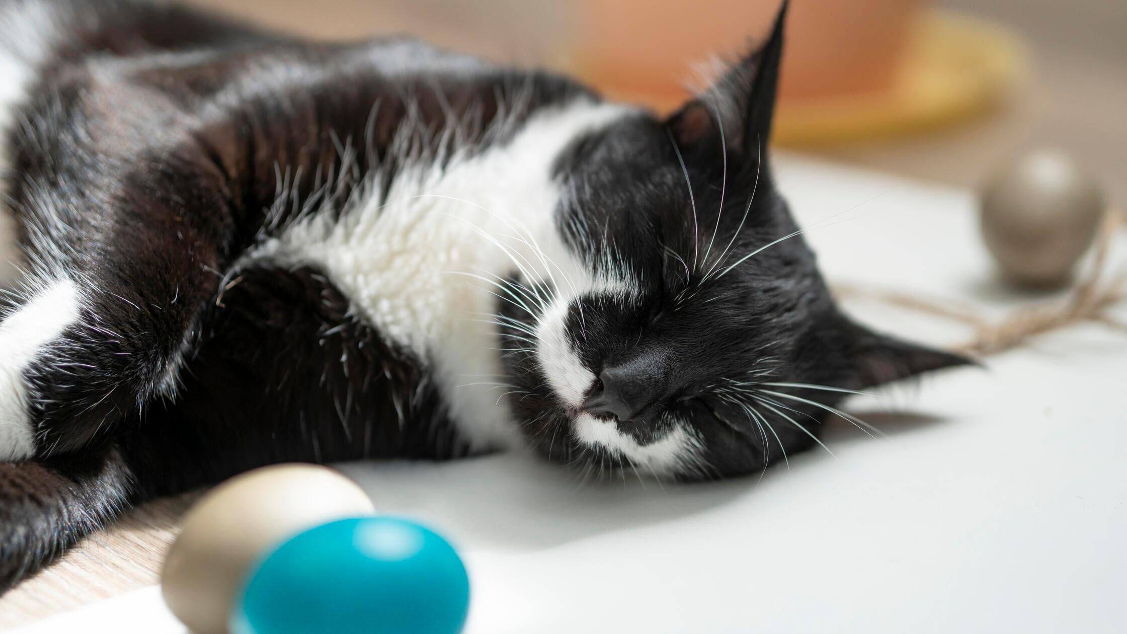 sleeping black and white cat and easter eggs.