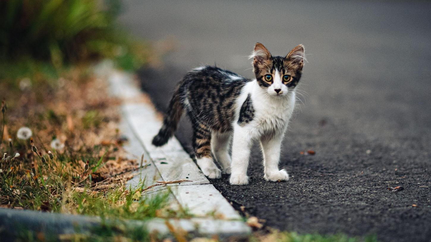 Wie Gewöhne Ich Meiner Katze Das Kratzen An Möbeln Ab Neue Studie: Darum kratzen Katzen
