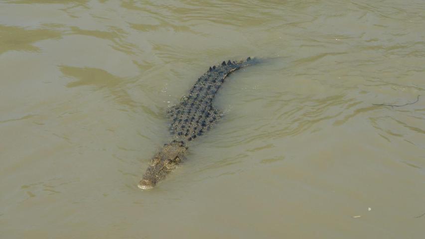Salzwasserkrokodil im Fluss Adelaide: In Australiens Gewässern lauern vielerorts Krokodile.