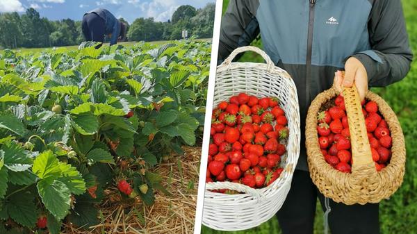 Erdbeerfeld Appel Hilpoltstein
