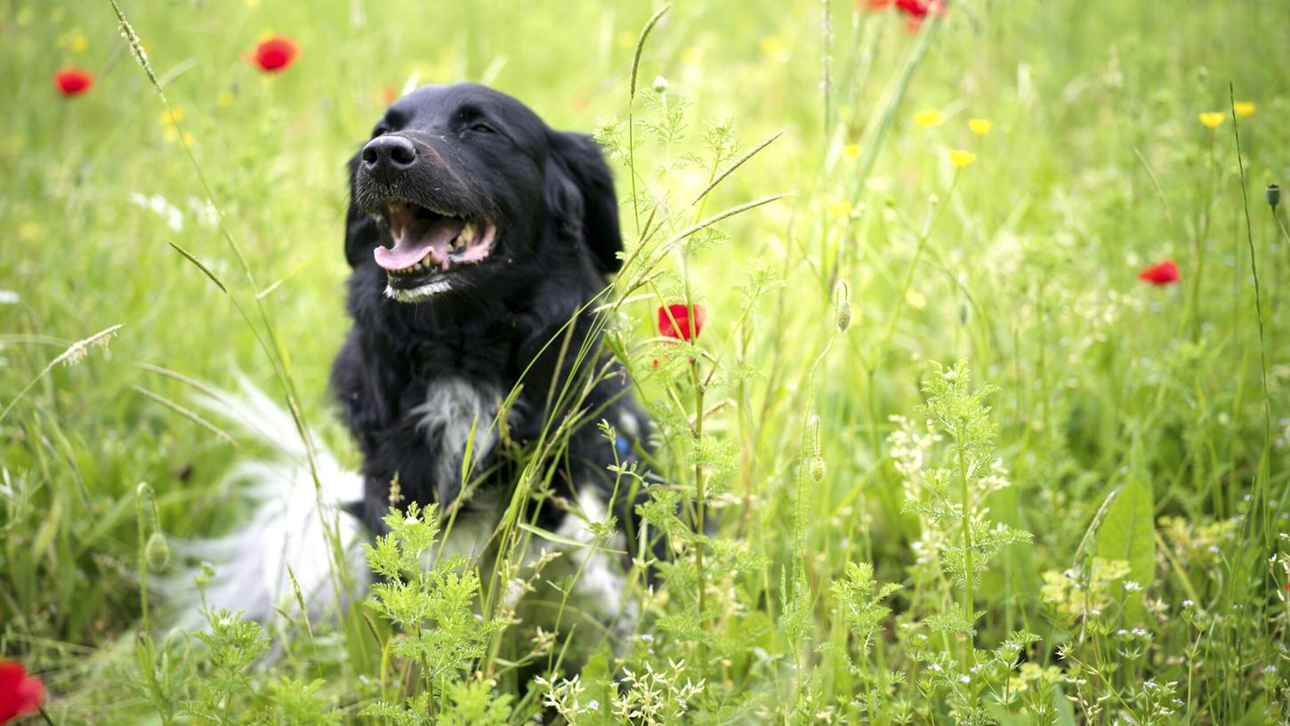Hunde spielen gerne im Gras, manche fressen es auch. Aber ist es ein Problem, wenn Hunde Gras fressen?