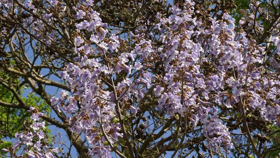 Der Blauglockenbaum im Garten: Klimaheld oder schädlich für heimische Arten?