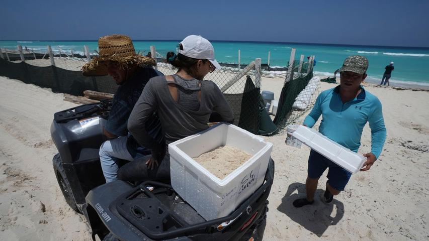 Auf der Halbinsel Yucatán bereitet man sich vor - auch Schildkröteneier werden in Cancún in Sicherheit gebracht.