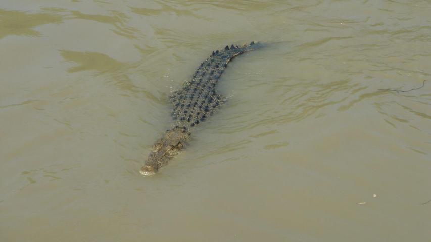 Viele Flüsse im Norden Australiens sind Krokodil-verseucht. (Archivbild)