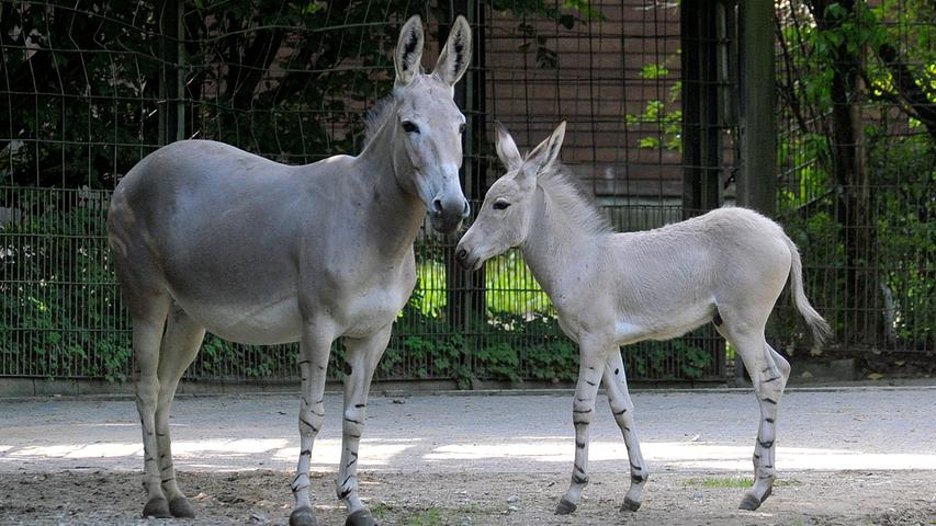 Der Mensch jagt den Somali-Wildesel wegen seines Fleisches und Fells. Seit den 1970er Jahren wird diese Art immer seltener in ihrem natürlichen Lebensraum beobachtet. Der Weltbestand betrug im Jahre 1970 nur noch ca. 1500 wildlebende Exemplare. Die Gründe dafür sind Dürren, Kriege und die Paarung mit Hauseseln. Die Erstzucht in Zoos erfolgte im Jahre 1970 im Zoo Basel. Diese Art wird heutzutage in zoologischen Anlagen wie dem Tiergarten Nürnberg gehalten und erfolgreich nachgezüchtet. Der Mensch jagt den Somali-Wildesel wegen seines Fleisches und Fells. Seit den 1970er Jahren wird diese Art immer seltener in ihrem natürlichen Lebensraum beobachtet. Der Weltbestand betrug im Jahre 1970 nur noch ca. 1500 wildlebende Exemplare. Die Gründe dafür sind Dürren, Kriege und die Paarung mit Hauseseln. Die Erstzucht in Zoos erfolgte im Jahre 1970 im Zoo Basel. Diese Art wird heutzutage in zoologischen Anlagen wie dem Tiergarten Nürnberg gehalten und erfolgreich nachgezüchtet.