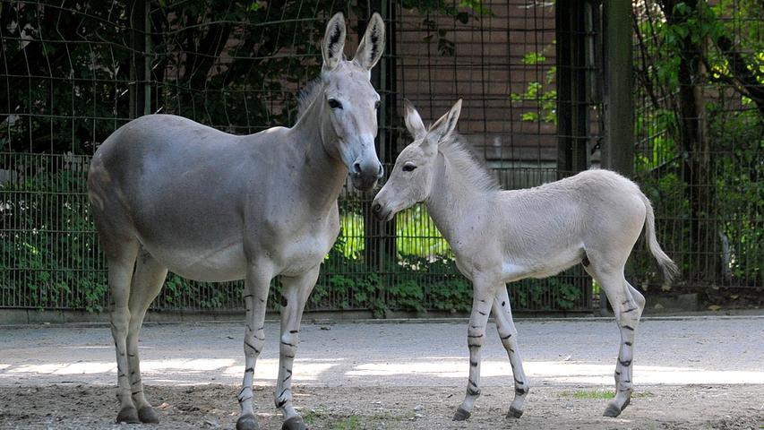 Der Mensch jagt den Somali-Wildesel wegen seines Fleisches und Fells. Seit den 1970er Jahren wird diese Art immer seltener in ihrem natürlichen Lebensraum beobachtet. Der Weltbestand betrug im Jahre 1970 nur noch ca. 1500 wildlebende Exemplare. Die Gründe dafür sind Dürren, Kriege und die Paarung mit Hauseseln. Die Erstzucht in Zoos erfolgte im Jahre 1970 im Zoo Basel. Diese Art wird heutzutage in zoologischen Anlagen wie dem Tiergarten Nürnberg gehalten und erfolgreich nachgezüchtet.