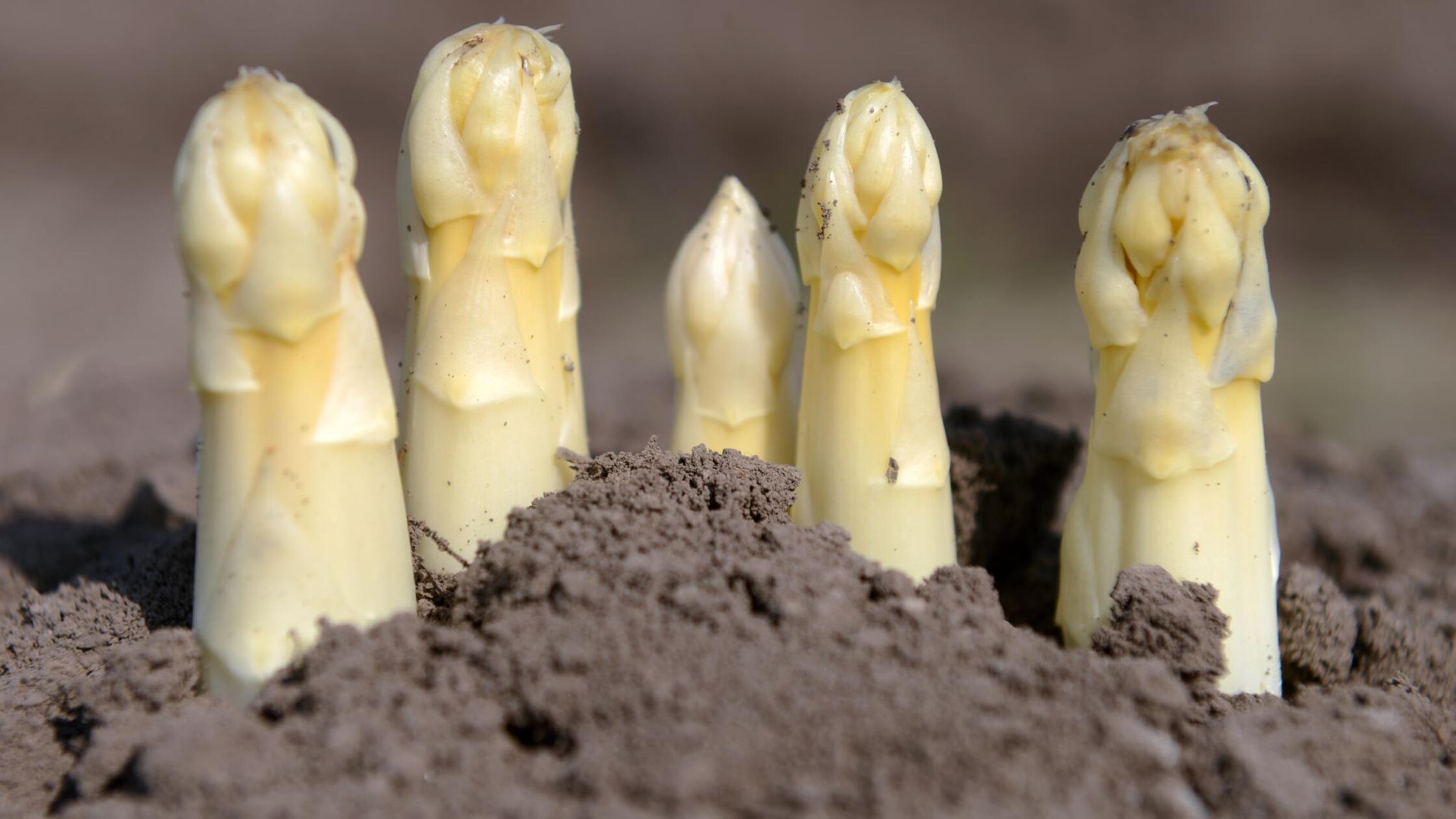 So bauen Sie Spargel im Garten selber an