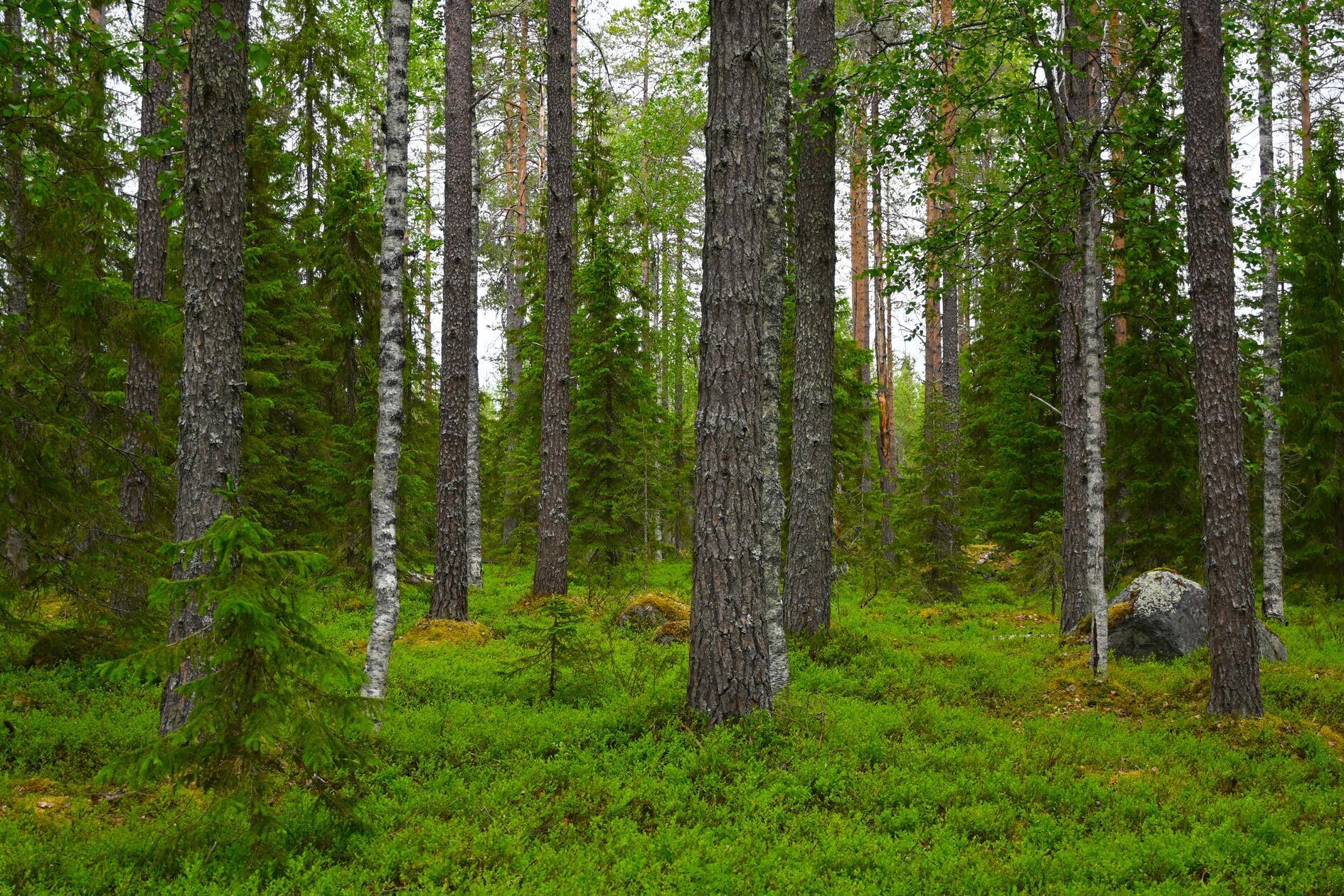 Lappland - ein Gebiet, das sich um den arktischen Polarkreis über Schweden, Finnland und Norwegen erstreckt - ist vor allem die Heimat der Sámi, den Indigenen. Im schwedischen Teil Lapplands leben insgesamt 2,3 Millionen Menschen. Die Samen machen davon 70. 000 aus. Das ist die offizielle Zahl - viele davon sind aber nicht staatlich registriert.