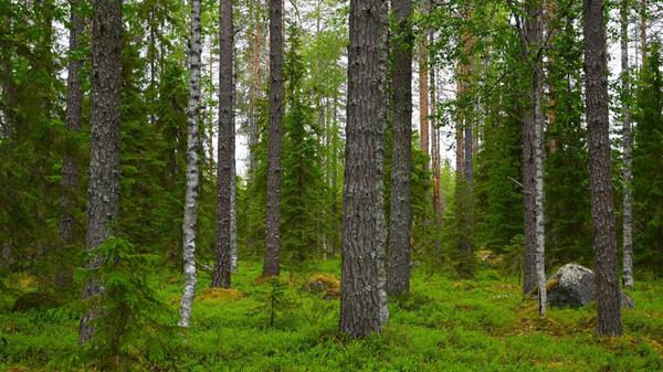 Lappland - ein Gebiet, das sich um den arktischen Polarkreis über Schweden, Finnland und Norwegen erstreckt - ist vor allem die Heimat der Sámi, den Indigenen. Im schwedischen Teil Lapplands leben insgesamt 2,3 Millionen Menschen. Die Samen machen davon 70. 000 aus. Das ist die offizielle Zahl - viele davon sind aber nicht staatlich registriert.