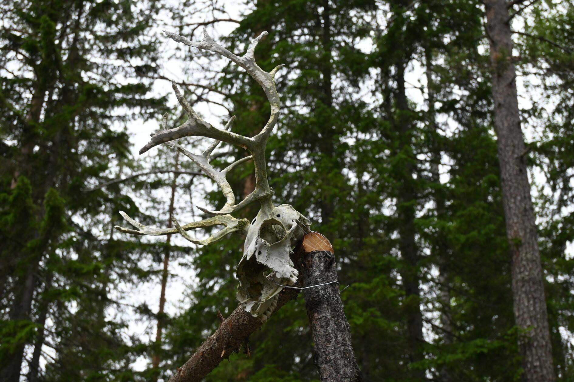 Das Leben der Sámi verläuft im Einklang mit und in Huldigung an die Natur: "Die Kultur ist es, nur so viel aus der Natur zu nehmen, wie man braucht", erklärt Pia Huuva. Die Ernährung bestückt sich ebenfalls nur aus dem, was das Land hergibt: Waldbeeren (darunter vor allem Preiselbeeren und die seltene Moltebeere), Fisch aus dem Fluss Torne älv, Rentier, Elch oder auch Kräuter. Die meisten Einheimischen bauen zudem Salat und Gemüse selbst an.