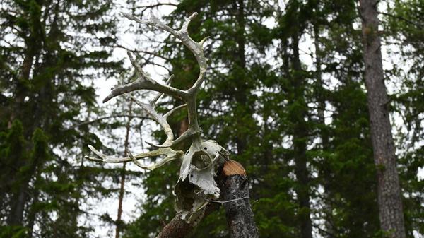 Das Leben der Sámi verläuft im Einklang mit und in Huldigung an die Natur: "Die Kultur ist es, nur so viel aus der Natur zu nehmen, wie man braucht", erklärt Pia Huuva. Die Ernährung bestückt sich ebenfalls nur aus dem, was das Land hergibt: Waldbeeren (darunter vor allem Preiselbeeren und die seltene Moltebeere), Fisch aus dem Fluss Torne älv, Rentier, Elch oder auch Kräuter. Die meisten Einheimischen bauen zudem Salat und Gemüse selbst an.
