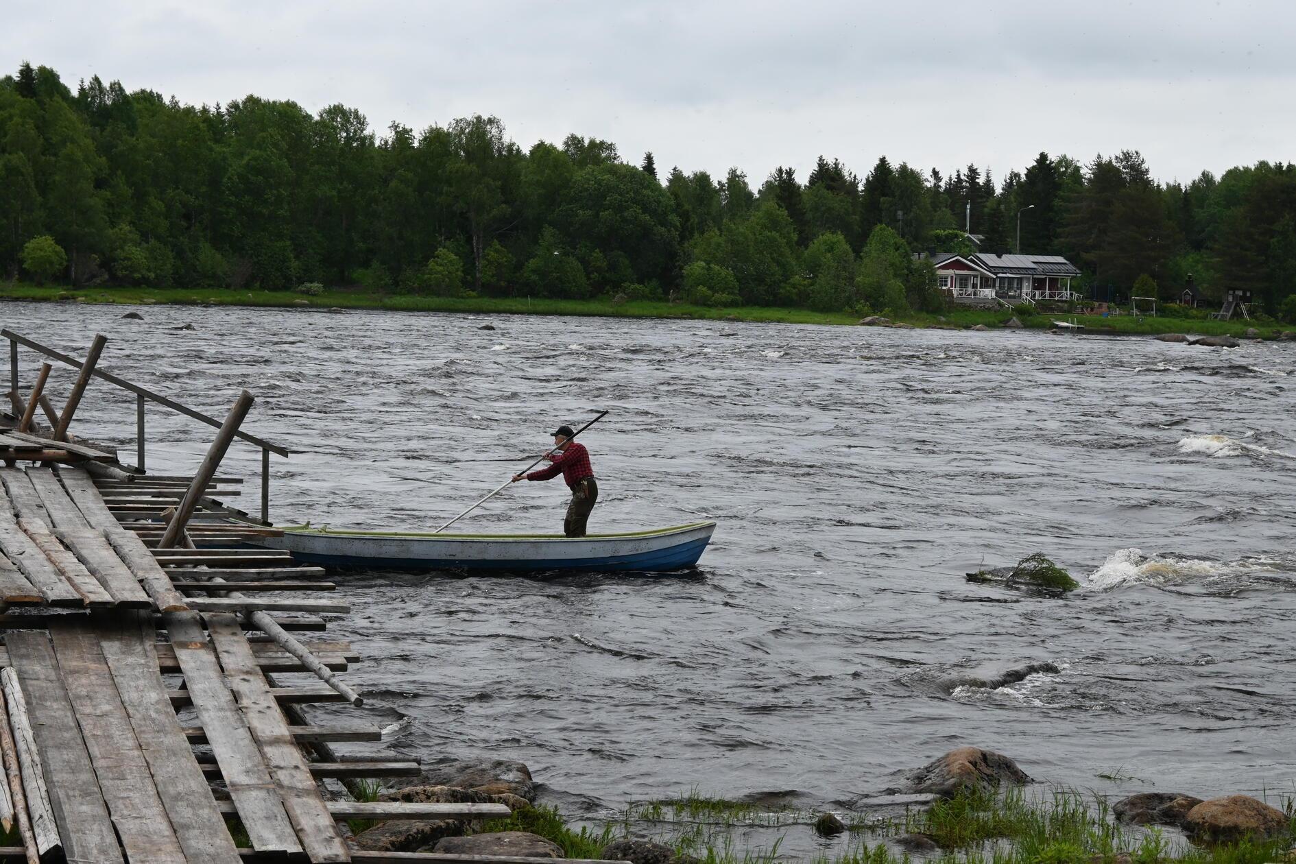 Der Fluss Torne älv zieht sich durch Schwedisch Lappland wie die Aorta durch den menschlichen Körper. Ähnlich stark versorgt der Torne auch seine Anwohner mit Lebenswichtigem: Er ist die Quelle für Lachs und Weißfisch. Gefangen wird die proteinreiche Beute im Dorf Kukkolaforsen noch klassisch per Hand und Kescher. In diesem traditionsreichen Fischerdorf wird alljährlich zur Hochzeit (dann wenn die Lachse auf dem Weg in ihre Brutstätten sind) eine riesige hölzerne Brücke in den Fluss gebaut. Im Winter wird sie wieder abgebaut und das Holz sowie die Seile eingelagert für das kommende Jahr.