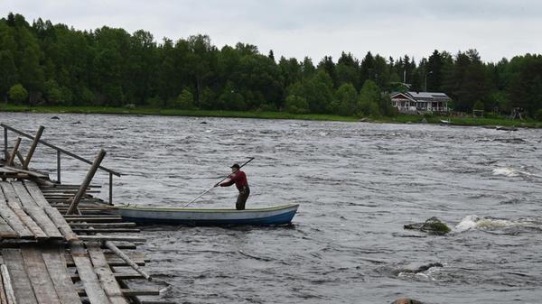 Der Fluss Torne älv zieht sich durch Schwedisch Lappland wie die Aorta durch den menschlichen Körper. Ähnlich stark versorgt der Torne auch seine Anwohner mit Lebenswichtigem: Er ist die Quelle für Lachs und Weißfisch. Gefangen wird die proteinreiche Beute im Dorf Kukkolaforsen noch klassisch per Hand und Kescher. In diesem traditionsreichen Fischerdorf wird alljährlich zur Hochzeit (dann wenn die Lachse auf dem Weg in ihre Brutstätten sind) eine riesige hölzerne Brücke in den Fluss gebaut. Im Winter wird sie wieder abgebaut und das Holz sowie die Seile eingelagert für das kommende Jahr.