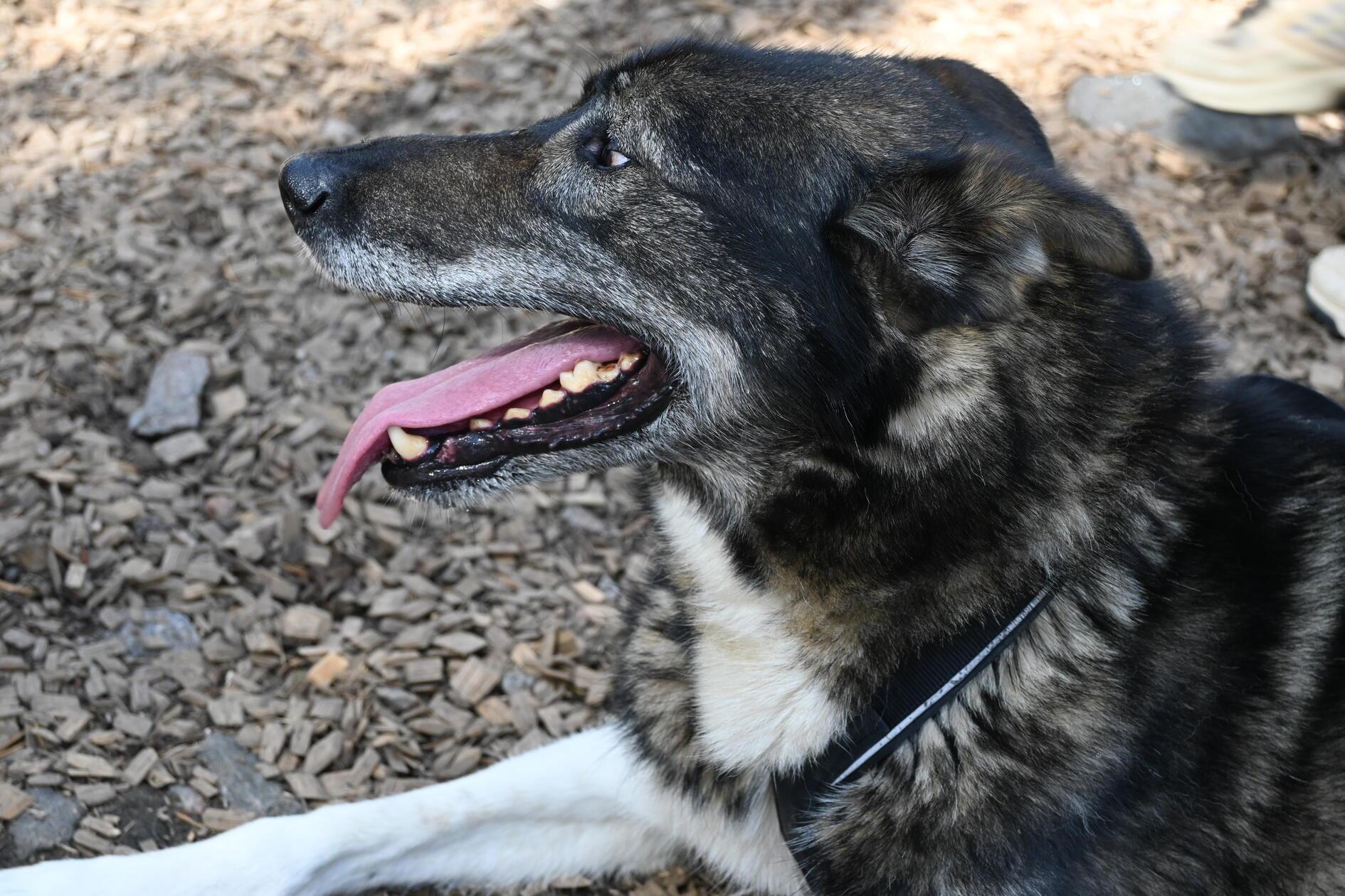 Nicht nur im Winter, sondern auch im Sommer können Urlauber in Lappland mit Huskys auf Tuchfühlung oder auf Spritztour gehen. Auch die Einheimischen lieben die agilen und sportlichen Hunde. Während man sich im Winter eher auf Schlittentouren verlagert, sind Husky-Spaziergänge im Sommer angesagt. Wobei "Spaziergang" bei diesen kraftvollen Tieren nicht wirklich zutrifft - es ist eher ein Huskyrennen. Sportliche Kleidung, gripfestes Schuhwerk und Mückenspray sind unerlässlich.