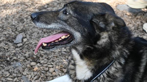 Nicht nur im Winter, sondern auch im Sommer können Urlauber in Lappland mit Huskys auf Tuchfühlung oder auf Spritztour gehen. Auch die Einheimischen lieben die agilen und sportlichen Hunde. Während man sich im Winter eher auf Schlittentouren verlagert, sind Husky-Spaziergänge im Sommer angesagt. Wobei "Spaziergang" bei diesen kraftvollen Tieren nicht wirklich zutrifft - es ist eher ein Huskyrennen. Sportliche Kleidung, gripfestes Schuhwerk und Mückenspray sind unerlässlich.