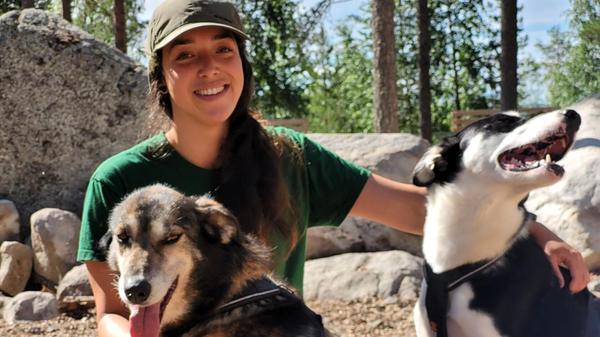Anbieter für Aktivitäten mit Huskys gibt es in diesem Landstrich einige, zum Beispiel über die Lapland View Lodge am Felsenmeer Luppioberget bei Övertorneå. Demi ist hier für den Zwinger, das Wohlbefinden und die Aktivitäten der Huskys zuständig. Im Sommer merkt man, dass die Kraftpakete wahre Winterfans sind - die Hitze strengt sie ordentlich an. Aber wie Huskys eben so sind, sie nehmen es sportlich.