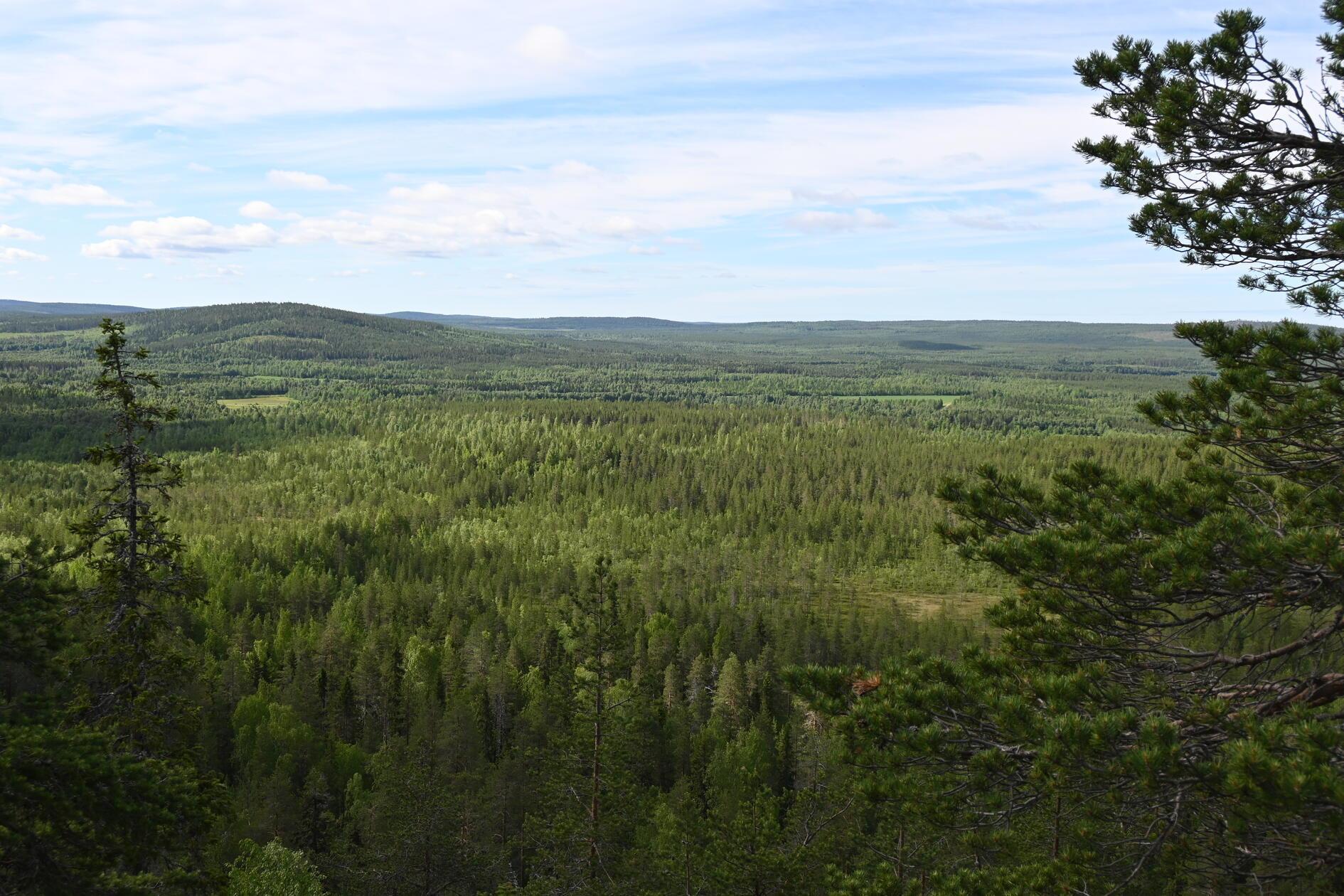 Wald und Grün, wohin das Auge reicht. 70 Prozent der schwedischen Landesfläche sind von Wäldern bedeckt. Hier wachsen vor allem Kiefern, Birken oder Tannen. Der Wald ist zudem das Zuhause von Luchsen, Bären, vielen Vogelarten, Rentieren oder auch Elchen. Die Wälder in Schwedisch Lappland, also im Norden, sind so unberührt und intakt, dass hier massenweise seltene Flechten wie dichte Spinnweben an den Bäumen hängen - sie wachsen nur bei sehr reiner Luft. Der gestresste Städter staunt über die Fülle und die Ruhe, die diese Wälder vermitteln - so als hätte jemand das Hamsterrad angehalten.