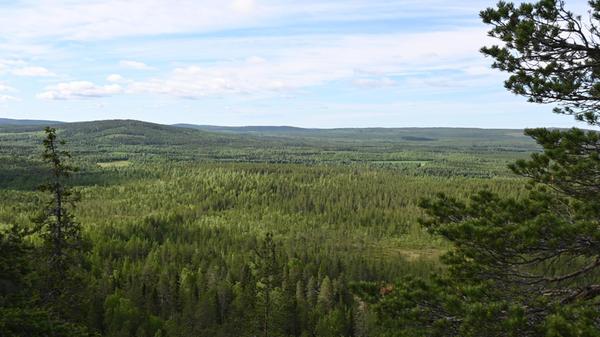 Wald und Grün, wohin das Auge reicht. 70 Prozent der schwedischen Landesfläche sind von Wäldern bedeckt. Hier wachsen vor allem Kiefern, Birken oder Tannen. Der Wald ist zudem das Zuhause von Luchsen, Bären, vielen Vogelarten, Rentieren oder auch Elchen. Die Wälder in Schwedisch Lappland, also im Norden, sind so unberührt und intakt, dass hier massenweise seltene Flechten wie dichte Spinnweben an den Bäumen hängen - sie wachsen nur bei sehr reiner Luft. Der gestresste Städter staunt über die Fülle und die Ruhe, die diese Wälder vermitteln - so als hätte jemand das Hamsterrad angehalten.