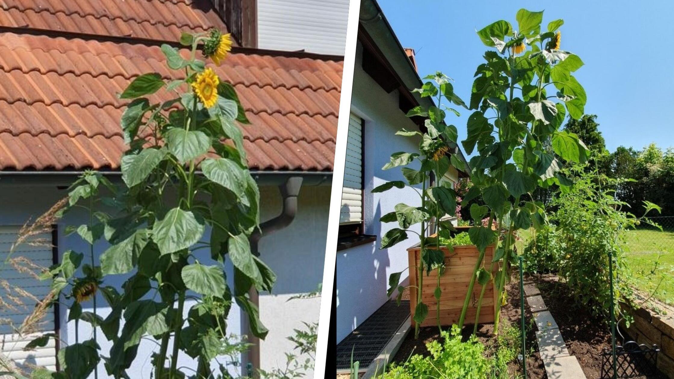 Vier Meter und kein Ende in Sicht In Steiner wächst