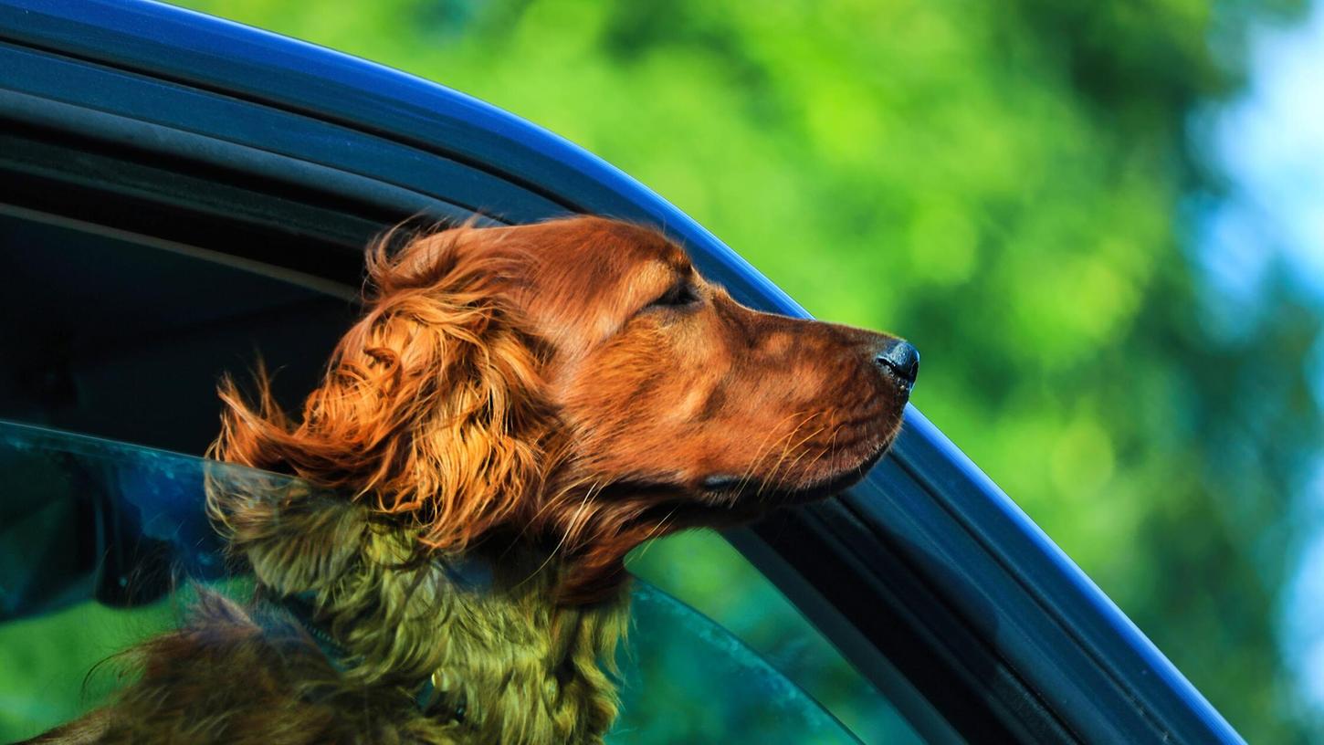 Autos können sich im Sommer schnell zur Hitzefalle für Hunde entwickeln. Besonders, wenn die Fenster - anders als auf diesem Symbolbild - geschlossen sind. Autos können sich im Sommer schnell zur Hitzefalle für Hunde entwickeln. Besonders, wenn die Fenster - anders als auf diesem Symbolbild - geschlossen sind.