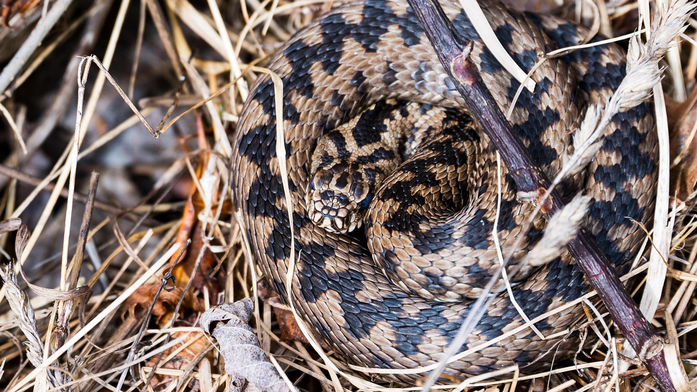 Seltene Kreuzottern Ist das Reptil des Jahres 2024 nach Jahrzehnten