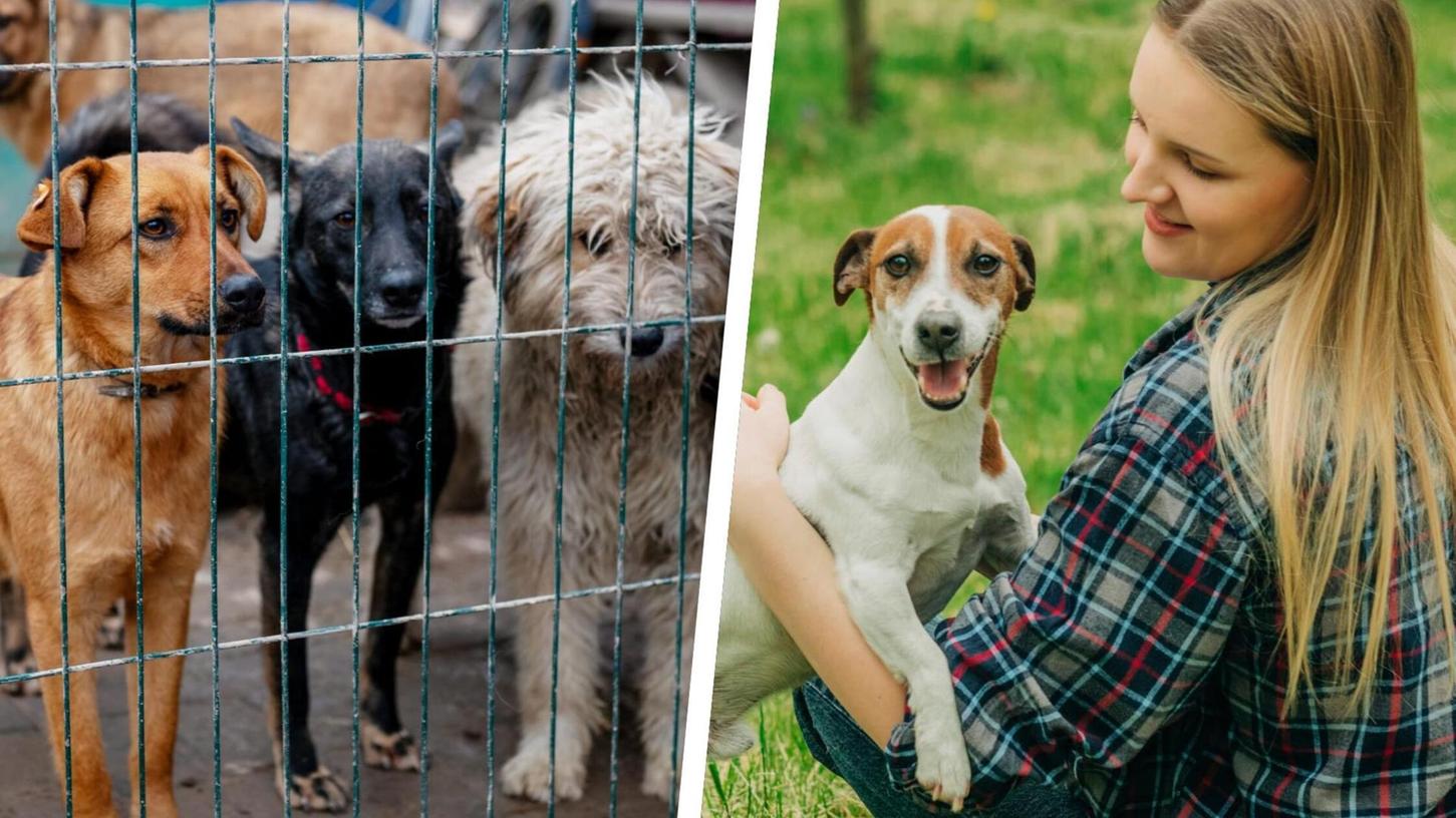 Beim "BarkDate" werden Hunde vermittelt, die aktuell kein richtiges Zuhause haben. In Nürnberg findet das tierische Speed-Dating am Sonntag, 21. Juli, statt. Beim "BarkDate" werden Hunde vermittelt, die aktuell kein richtiges Zuhause haben. In Nürnberg findet das tierische Speed-Dating am Sonntag, 21. Juli, statt.