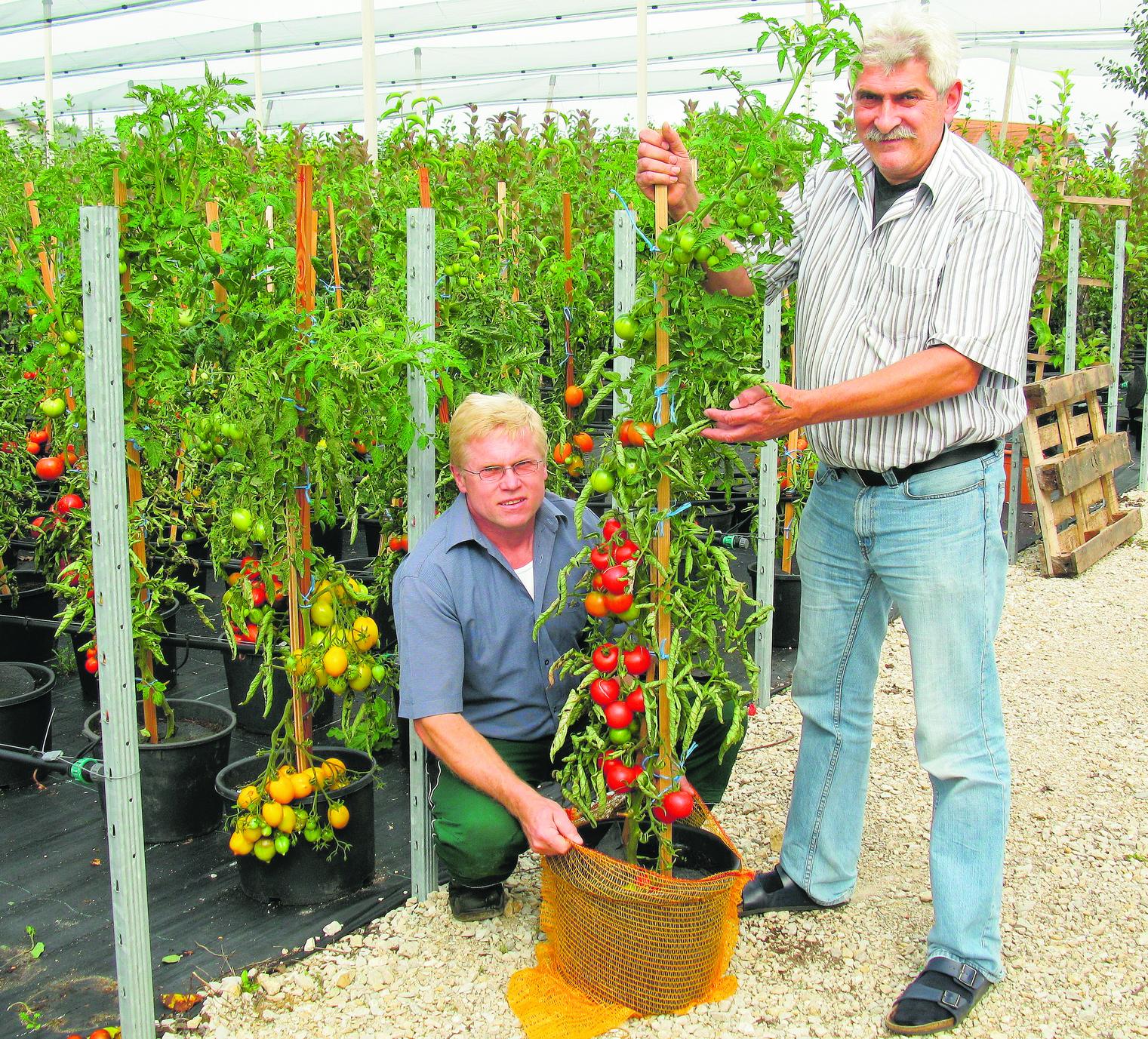Tomate War Rot Vor Freude Poxdorf Nordbayern De