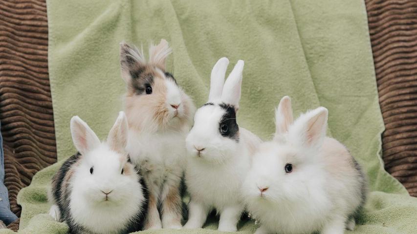 Der Osterhase hat in diesem Jahr schon früh im Tierheim Neumarkt vorbeigeschaut, und zwar in Form eines reizenden Zwergkaninchenquartetts. Die vier Geschwister sind das Ergebnis einer ungewollten Vermehrung und wurden aus Platzgründen abgegeben. Die drei inzwischen kastrierten Kaninchen-Buben Flocki, Finn und Fluffy sind wie ihre Schwester Fanny sehr zutraulich und friedlich. Vermittelt werden die bezaubernden Langöhrchen nur zu zweit in festen Duos. Dass die Kaninchen weder verfrühte Ostergeschenke noch lebendiges Kinderspielzeug sind, sollte selbstverständlich sein. Die Tiere brauchen genügend Platz zum Herumhoppeln, sie wurden Ende Oktober 2024 geboren und lebten bisher nur drinnen, für eine Außenhaltung sind sie derzeit nicht geeignet. Der Osterhase hat in diesem Jahr schon früh im Tierheim Neumarkt vorbeigeschaut, und zwar in Form eines reizenden Zwergkaninchenquartetts. Die vier Geschwister sind das Ergebnis einer ungewollten Vermehrung und wurden aus Platzgründen abgegeben. Die drei inzwischen kastrierten Kaninchen-Buben Flocki, Finn und Fluffy sind wie ihre Schwester Fanny sehr zutraulich und friedlich. Vermittelt werden die bezaubernden Langöhrchen nur zu zweit in festen Duos. Dass die Kaninchen weder verfrühte Ostergeschenke noch lebendiges Kinderspielzeug sind, sollte selbstverständlich sein. Die Tiere brauchen genügend Platz zum Herumhoppeln, sie wurden Ende Oktober 2024 geboren und lebten bisher nur drinnen, für eine Außenhaltung sind sie derzeit nicht geeignet.