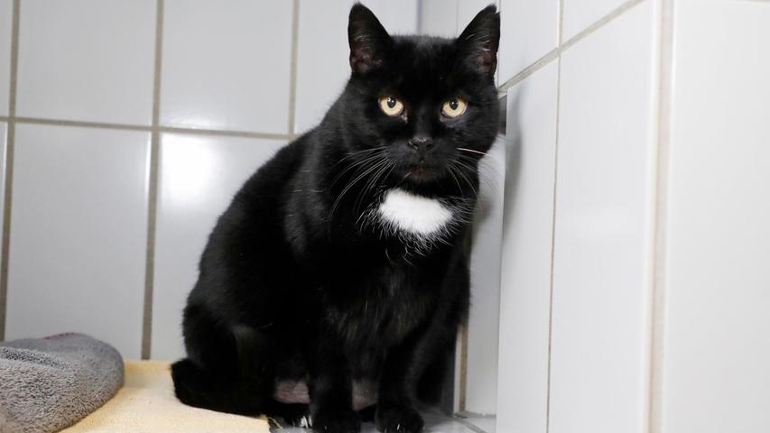 Auch Katzendiva Cookie wartet noch auf die richtigen Menschen mit Katzenerfahrung, denn wenn Cookie etwas nicht gefällt, sagt sie das und macht es mitunter auch unmissverständlich deutlich. Für die imposante schwarze Katze mit dem weißen Lätzchen wäre ein ruhiger Haushalt mit wenigen Personen, ohne kleine Kinder und andere Haustiere ideal, denn Cookie besteht darauf, Einzelprinzessin zu sein. Für die etwa zehn Jahre alte Cookie braucht man erst einmal Geduld. Eine Schmusekatze ist sie derzeit noch nicht, aber wenn sie ein ruhiges Umfeld und den richtigen Menschen hat, wird sie sich sicher noch öffnen. Cookie ist für die Haltung in einer geräumigen Wohnung mit gesichertem Freisitz geeignet, denn im Tierheim zeigt sie keinen Freiheitsdrang. Auch Katzendiva Cookie wartet noch auf die richtigen Menschen mit Katzenerfahrung, denn wenn Cookie etwas nicht gefällt, sagt sie das und macht es mitunter auch unmissverständlich deutlich. Für die imposante schwarze Katze mit dem weißen Lätzchen wäre ein ruhiger Haushalt mit wenigen Personen, ohne kleine Kinder und andere Haustiere ideal, denn Cookie besteht darauf, Einzelprinzessin zu sein. Für die etwa zehn Jahre alte Cookie braucht man erst einmal Geduld. Eine Schmusekatze ist sie derzeit noch nicht, aber wenn sie ein ruhiges Umfeld und den richtigen Menschen hat, wird sie sich sicher noch öffnen. Cookie ist für die Haltung in einer geräumigen Wohnung mit gesichertem Freisitz geeignet, denn im Tierheim zeigt sie keinen Freiheitsdrang.