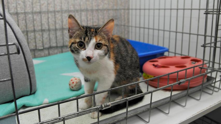 Nachts sind alle Katzen grau? Nicht immer, denn das Fundkätzchen aus Neumarkt, das am 1. Februar nach Mitternacht in einem Garten im Lährer Weg in der Nähe eines Discounters lautstark um Futter und Einlass bat, ist hübsch dreifarbig gezeichnet. Das Katzenmädchen ist etwa vier Monate alt und sollte wegen des fehlenden Gefahrenbewusstseins in diesem Alter noch nicht alleine draußen unterwegs sein, schon gar nicht um diese Uhrzeit. Die fehlende Kennzeichnung der Kleinen macht es unmöglich, die Besitzer zu informieren. Dabei wäre die Sache doch so einfach: Mit einem kleinen Piks wird der reiskorngroße Transponder unter die Haut implantiert und die Transpondernummer meldet man kostenlos bei einem Haustierregister an. Nachts sind alle Katzen grau? Nicht immer, denn das Fundkätzchen aus Neumarkt, das am 1. Februar nach Mitternacht in einem Garten im Lährer Weg in der Nähe eines Discounters lautstark um Futter und Einlass bat, ist hübsch dreifarbig gezeichnet. Das Katzenmädchen ist etwa vier Monate alt und sollte wegen des fehlenden Gefahrenbewusstseins in diesem Alter noch nicht alleine draußen unterwegs sein, schon gar nicht um diese Uhrzeit. Die fehlende Kennzeichnung der Kleinen macht es unmöglich, die Besitzer zu informieren. Dabei wäre die Sache doch so einfach: Mit einem kleinen Piks wird der reiskorngroße Transponder unter die Haut implantiert und die Transpondernummer meldet man kostenlos bei einem Haustierregister an.