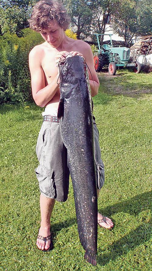 Schlangenartig, monströs: Dieser Waller mit 1,40 Meter Länge und 36 Pfund Gewicht wurde im Landkreis Weißenburg-Gunzenhausen aus dem Wasser gezogen. 
