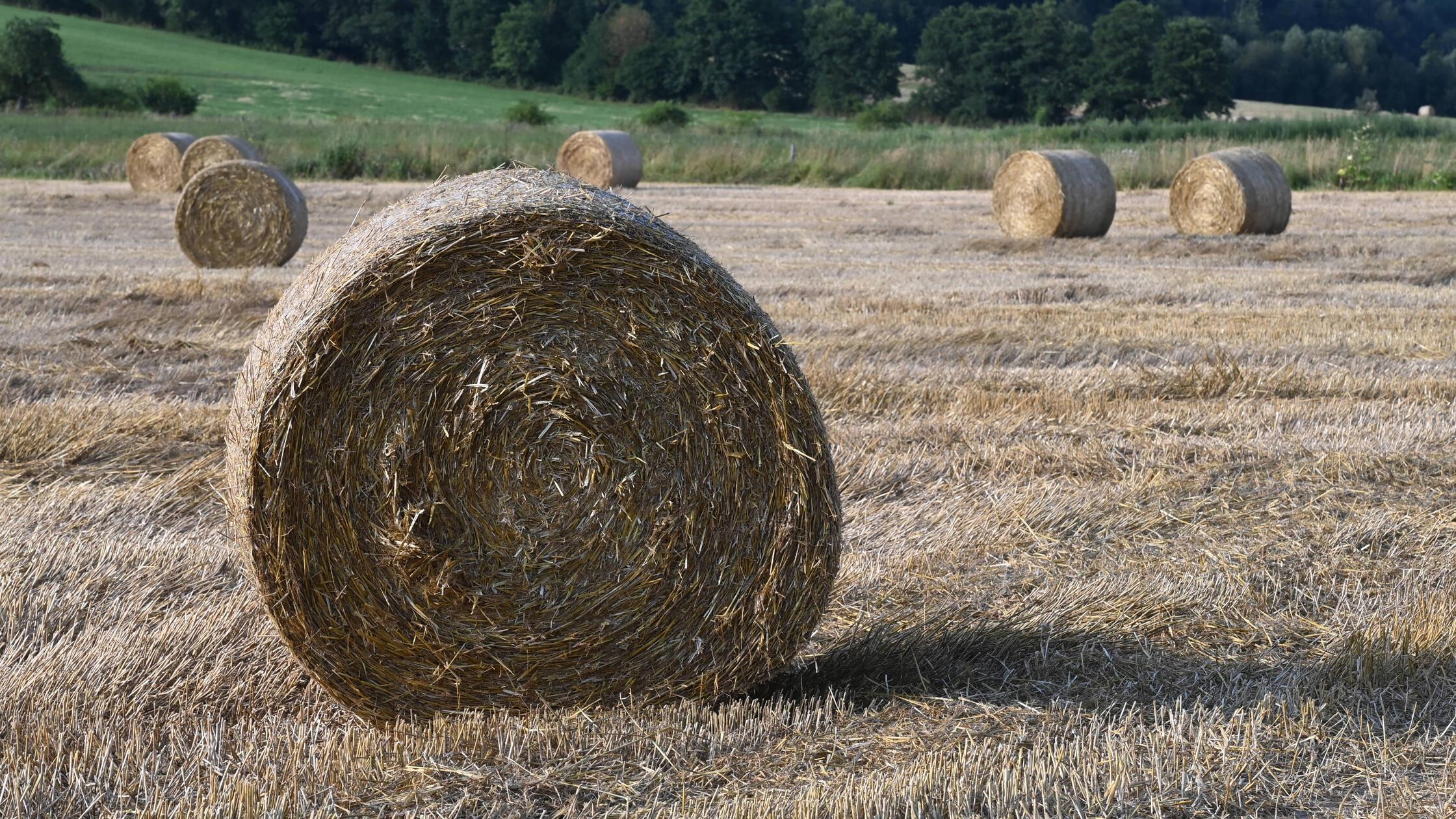 imago images 0718259869