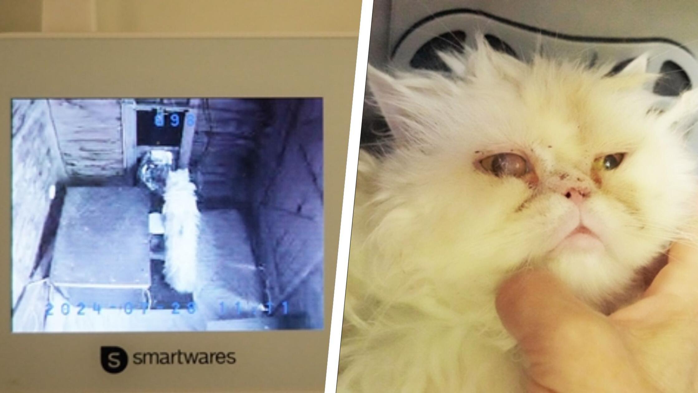 Collage ausgesetzte Perserkatze 240730