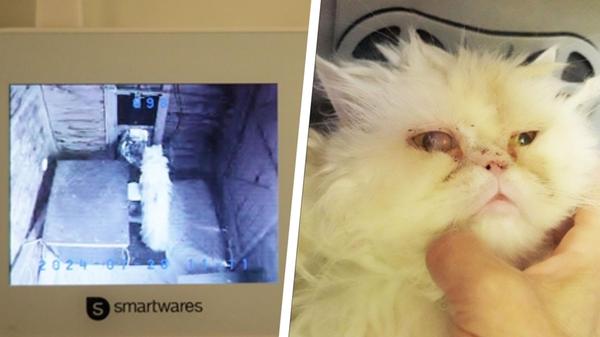 Collage ausgesetzte Perserkatze 240730