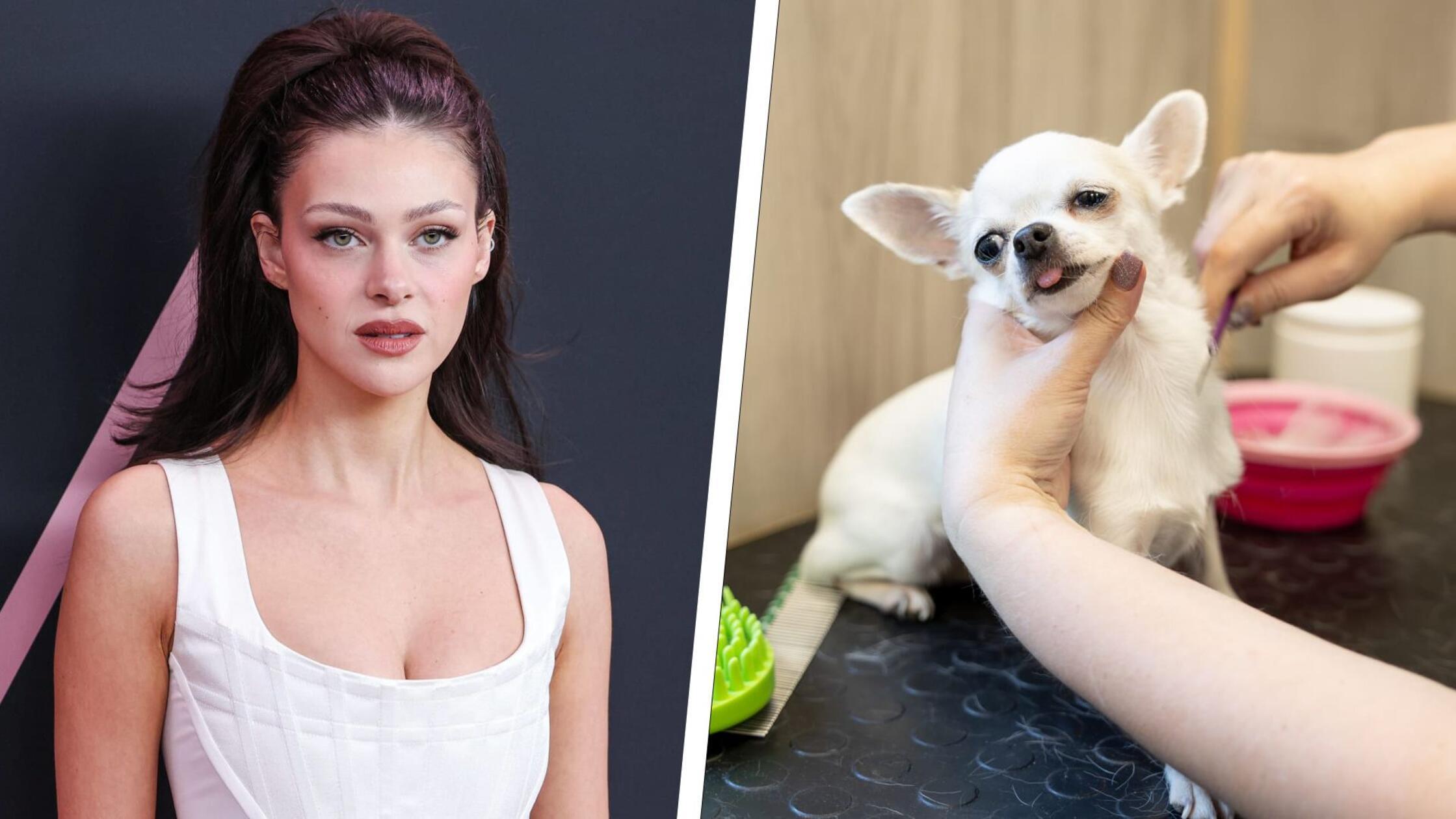 Collage Nicola Peltz-Beckham & Chihuahua