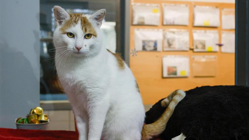 Die Besitzer des weißen Katers mit den wenigen roten Abzeichen, der vor Weihnachten bereits als Fundtier einen Auftritt an dieser Stelle hatte, haben sich nie gemeldet. Nun hat Armin, wie er inzwischen heißt, die Wartefrist hinter sich und kann sich auf die Suche nach einer neuen Familie machen. Der zutrauliche und mittlerweile kastrierte Kater ist etwa zwei bis drei Jahre alt und möchte in seinem künftigen Wirkungskreis in verkehrsberuhigter Gegend wieder Freigang genießen. Armin legt darüber hinaus keinen Wert auf kätzische Gesellschaft, sondern wäre gerne Einzelprinz. Der stattliche Bursche ist keiner, der sich jedem gleich in die Arme wirft, er gibt aber gerne Köpfchen und schnurrt ausdauernd, sobald er seine Bezugspersonen kennt. Die Besitzer des weißen Katers mit den wenigen roten Abzeichen, der vor Weihnachten bereits als Fundtier einen Auftritt an dieser Stelle hatte, haben sich nie gemeldet. Nun hat Armin, wie er inzwischen heißt, die Wartefrist hinter sich und kann sich auf die Suche nach einer neuen Familie machen. Der zutrauliche und mittlerweile kastrierte Kater ist etwa zwei bis drei Jahre alt und möchte in seinem künftigen Wirkungskreis in verkehrsberuhigter Gegend wieder Freigang genießen. Armin legt darüber hinaus keinen Wert auf kätzische Gesellschaft, sondern wäre gerne Einzelprinz. Der stattliche Bursche ist keiner, der sich jedem gleich in die Arme wirft, er gibt aber gerne Köpfchen und schnurrt ausdauernd, sobald er seine Bezugspersonen kennt.