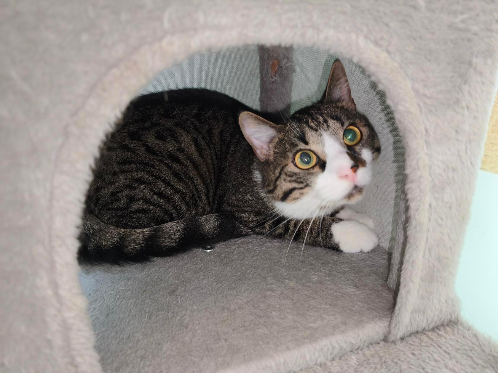 Filou ist einfach nur lieb. Der zweijährige Kater wurde im Tierheim abgegeben, weil sich das bereits vorhandene Tier vor ihm gefürchtet hat. Er ist sehr verschmust und verspielt, aber bei Artgenossen zeigt er sich dominant, deswegen sollte er Einzelprinz sein, empfiehlt das Tierheim. Da Filou anfangs recht schüchtern bis panisch reagiert, sollten die Kinder im neuen Zuhause bereits größer sein. Er braucht Freigang. Wer hat einen Katzenkorb frei?