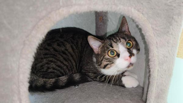 Filou ist einfach nur lieb. Der zweijährige Kater wurde im Tierheim abgegeben, weil sich das bereits vorhandene Tier vor ihm gefürchtet hat. Er ist sehr verschmust und verspielt, aber bei Artgenossen zeigt er sich dominant, deswegen sollte er Einzelprinz sein, empfiehlt das Tierheim. Da Filou anfangs recht schüchtern bis panisch reagiert, sollten die Kinder im neuen Zuhause bereits größer sein. Er braucht Freigang. Wer hat einen Katzenkorb frei?