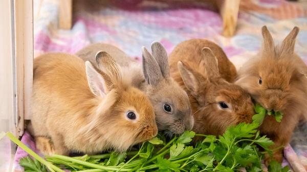 Eine kleine Kaninchenfamilie: Mama Crosanté, ein Löwenkopf-Mix, ist mit ihrem Nachwuchs aus Platzgründen abgegeben worden. Petersilie mümmeln Crosanté, Dschennifer, Samuel und Kerschdin besonders gerne. Das Muttertier sucht ein Zuhause bei einem netten Artgenossen. Anfangs zeigt sich Crosanté etwas ängstlich, ist dann aber lieb. Sie wünscht sich ein schönes Zuhause in artgerechter Haltung. Ebenso wie ihre Jungen, sie sind drei Monate alt und ziehen gerne gemeinsam, paarweise oder auch einzeln bei einem vorhandenen Partnertier ein. Leider tragen alle vier einen Erreger in sich, sie sind EC Positiv und mussten behandelt werden. Mittlerweile geht es ihnen aber gut, heißt es. Die Tierpfleger informieren gerne ausführlich.