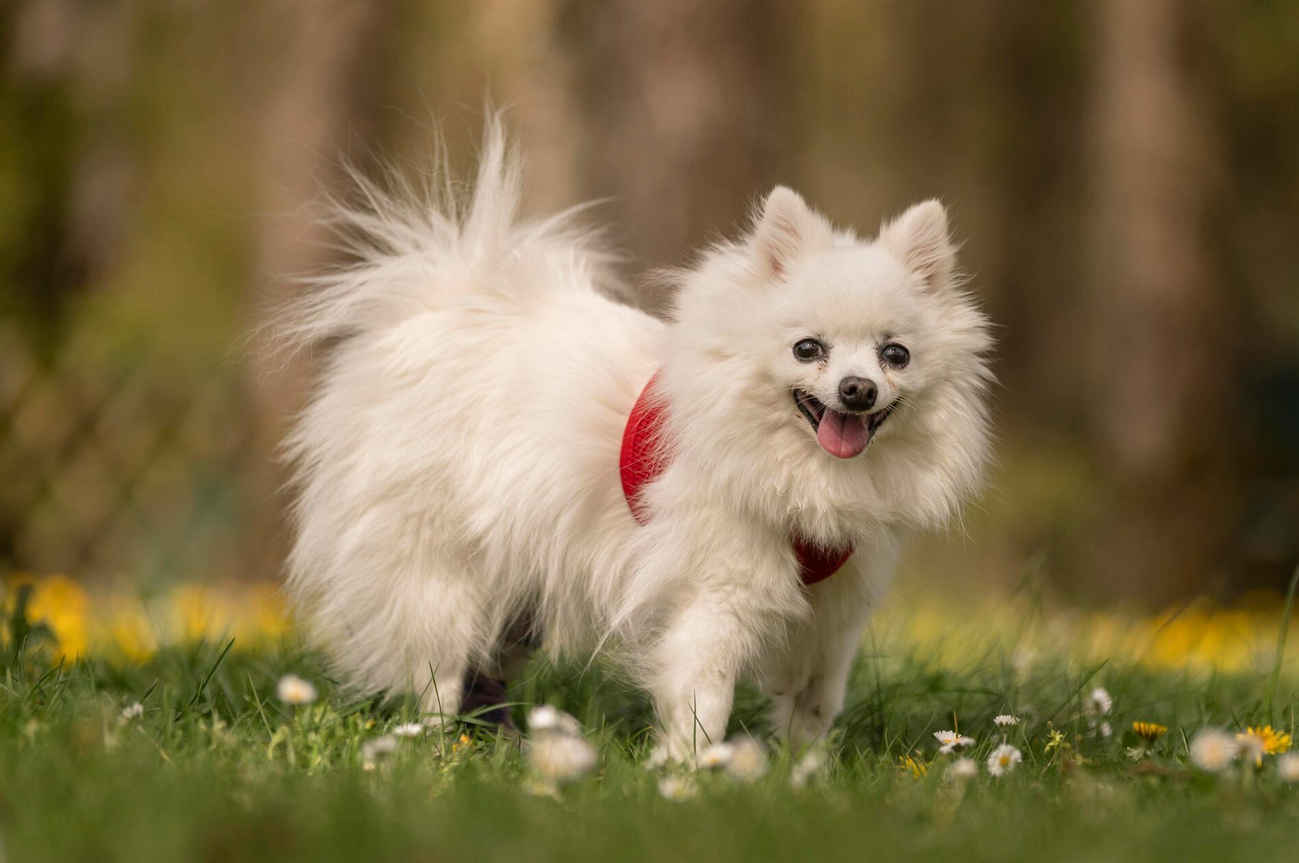 Hundeomi Scrat wurde gefunden und nie vermisst. Das Tierheim vermutet, dass die Baustellen der 12-jährigen Hundedame dabei eine Rolle spielen. Scrat wurden im Tierheim alle Zähne gezogen und ein Knie wurde operiert. Die Spitz-Dame ist aktuell in der Rehaphase. Ob das zweite auch operiert werden muss, steht noch nicht fest. Auch ihre Leberwerte sind altersbedingt etwas erhöht. Scrat wünscht sich einen Einzelplatz in einem ebenerdigen Zuhause, in dem sie nochmal so richtig betüddelt wird. Gerne auch mit größeren Kindern.