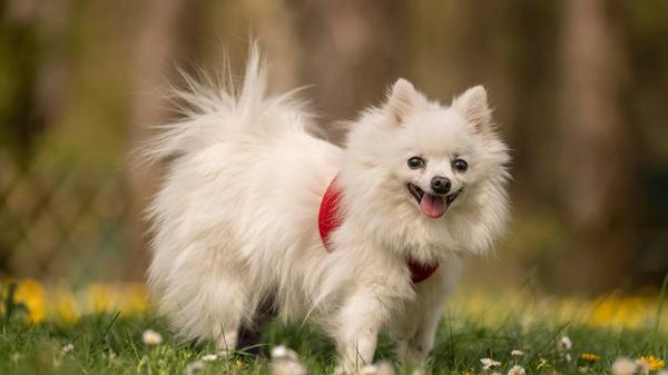 Hundeomi Scrat wurde gefunden und nie vermisst. Das Tierheim vermutet, dass die Baustellen der 12-jährigen Hundedame dabei eine Rolle spielen. Scrat wurden im Tierheim alle Zähne gezogen und ein Knie wurde operiert. Die Spitz-Dame ist aktuell in der Rehaphase. Ob das zweite auch operiert werden muss, steht noch nicht fest. Auch ihre Leberwerte sind altersbedingt etwas erhöht. Scrat wünscht sich einen Einzelplatz in einem ebenerdigen Zuhause, in dem sie nochmal so richtig betüddelt wird. Gerne auch mit größeren Kindern.
